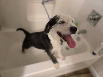 Terrier Dogs Available for Adoption in Millcreek, Utah - Mitch | PetCurious