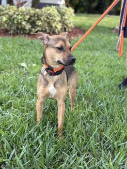 ELIJAH -  Chihuahua and Terrier Dog for Adoption in Margate, Florida - ELIJAH | PetCurious