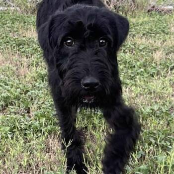 Rescue Scottish Terrier Dogs for Adoption in Calverton, New York - Dubh | PetCurious