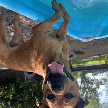 Rescue American Staffordshire Terrier and Mountain Cur Dogs for Adoption in Shelbyville, Indiana - Sunny | PetCurious