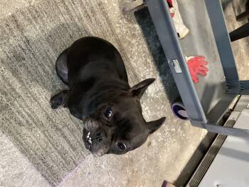 Rescue French Bulldog Dogs for Adoption - Luna | PetCurious