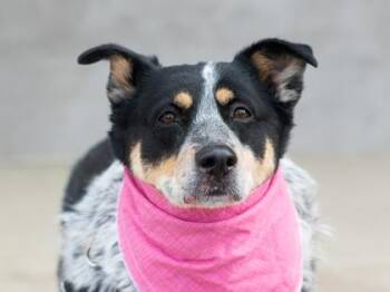 Mixed Breed Dogs Available for Adoption - Lilly | PetCurious