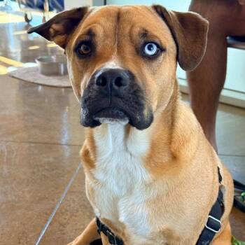 English Bulldog Dogs Available for Adoption in Pasadena, California - Lotto | PetCurious