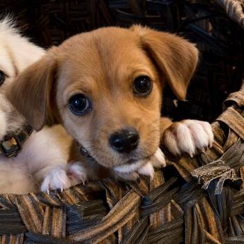 Zion -  Maltipoo and Chihuahua Dog for Adoption in San Diego, California - Zion | PetCurious