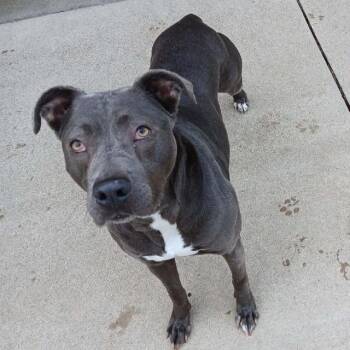 Pit Bull Terrier Dogs Available for Adoption - BETTE DAVIS | PetCurious