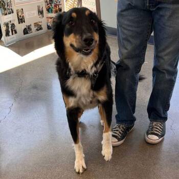 Dixie -  Border Collie and Australian Shepherd Dog for Adoption in Kingman, Arizona - Dixie | PetCurious