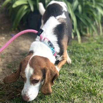 Beagle Dogs Available for Adoption in Chino Hills, California - Henri Matisse - Costa Mesa Location | PetCurious