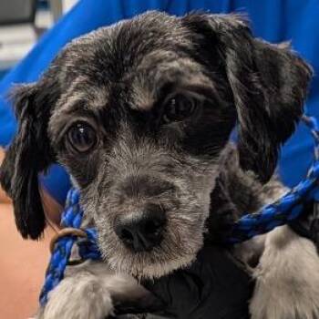 Winifred -  Mixed Breed Dog for Adoption in Greenville, South Carolina - Winifred | PetCurious