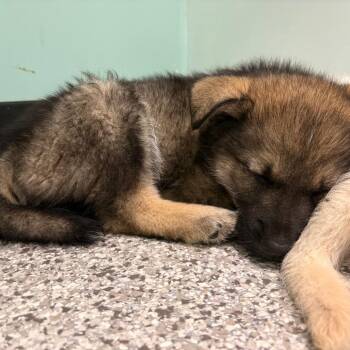 Sundae -  Mixed Breed Dog for Adoption in Clavet, Saskatchewan - Sundae | PetCurious