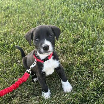 Khrome -  Mixed Breed Dog for Adoption in Indianapolis, Indiana - Khrome | PetCurious