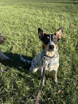 Autumn : Bluey -  Australian Cattle Dog Blue Heeler and Great Pyrenees Dog for Adoption in Aurora, Indiana - Autumn : Bluey | PetCurious