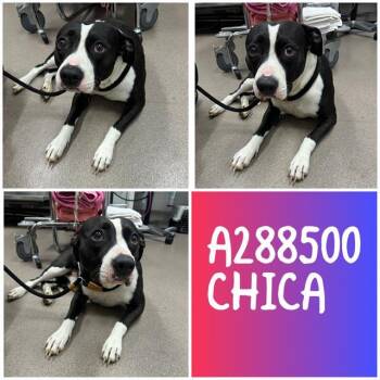 Mixed Breed Dogs Available for Adoption in Macon, Georgia - CHICA | PetCurious