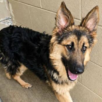 Tori -  Shepherd and Australian Shepherd Dog for Adoption in Orange, Virginia - Tori | PetCurious