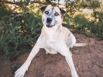 SHEBA -  Mixed Breed Dog for Adoption in Santa Fe, New Mexico - SHEBA | PetCurious