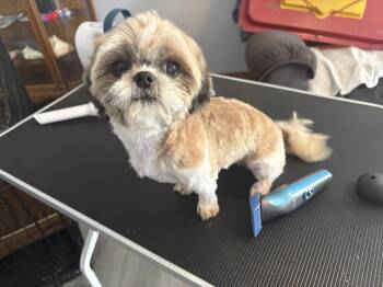 Shih Tzu Dogs Available for Adoption in Hindsboro, Illinois - Annie | PetCurious