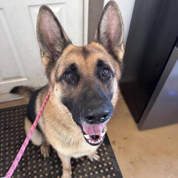 Hansel -  German Shepherd Dog Dog for Adoption in Portland, Oregon - Hansel | PetCurious