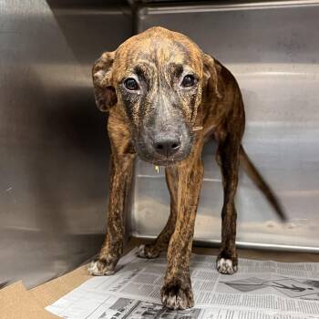 AK1043 Charley -  Mixed Breed Dog for Adoption in Port Washington, New York - AK1043 Charley | PetCurious