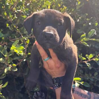 Walnut -  Labrador Retriever and Mixed Breed Dog for Adoption in Goleta, California - Walnut | PetCurious