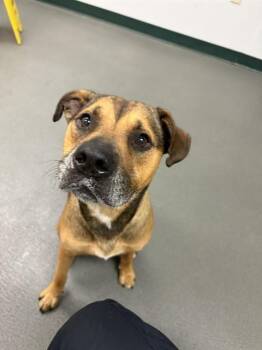 Staffordshire Bull Terrier and Pit Bull Terrier Dogs Available for Adoption - GRIZZLY BEAR | PetCurious