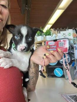 Clove -  Mixed Breed Dog for Adoption in Cincinnati, Ohio - Clove | PetCurious