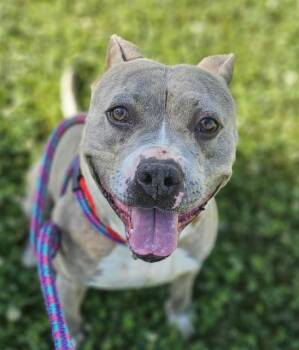 Pit Bull Terrier Dogs Available for Adoption in Sacramento, California - HARLEE | PetCurious