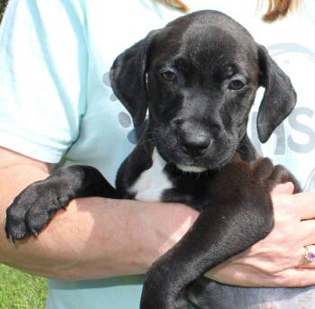 Black Jack 44335 -  Retriever Dog for Adoption in Prattville, Alabama - Black Jack 44335 | PetCurious