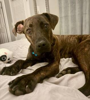 Tammy -  Cane Corso and Mixed Breed Dog for Adoption in Atlanta, Georgia - Tammy | PetCurious