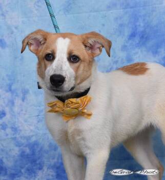 Dory -  Labrador Retriever and Shepherd Dog for Adoption in Pittsboro, North Carolina - Dory | PetCurious