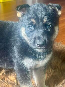 Husky Dogs Available for Adoption - Kodak | PetCurious