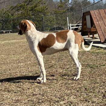 Cookie Crumble -  Mixed Breed and Beagle Dog for Adoption in Blairsville, Georgia - Cookie Crumble | PetCurious