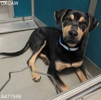KING -  Hound and Mixed Breed Dog for Adoption in Oklahoma City, Oklahoma - KING | PetCurious