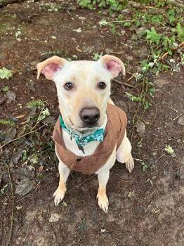 Rescue Mixed Breed Dogs for Adoption in Puyallup, Washington - Marco | PetCurious