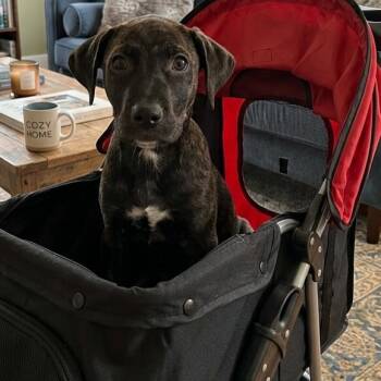 Black Labrador Retriever Dogs Available for Adoption in Enterprise, Alabama - Sally | PetCurious