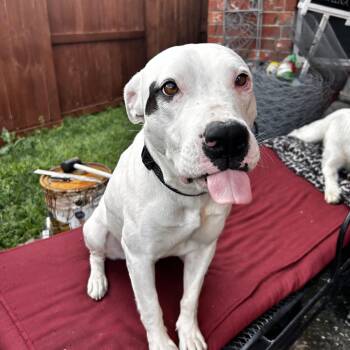 Rescue Pit Bull Terrier Dogs for Adoption in Spring, Texas - Ahave | PetCurious