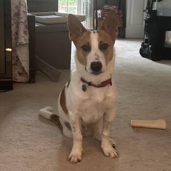 Evan -  Jack Russell Terrier Dog for Adoption in Grafton, Ohio - Evan | PetCurious