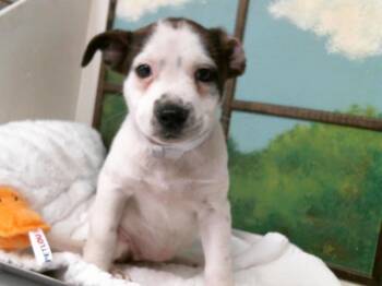 Staffordshire Bull Terrier and Mixed Breed Dogs Available for Adoption in Houston, Texas - A2070456 | PetCurious
