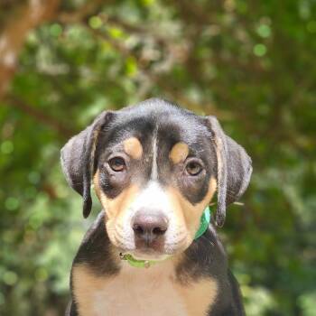 Tyson -  Pit Bull Terrier and Hound Dog for Adoption in Springfield, Missouri - Tyson | PetCurious