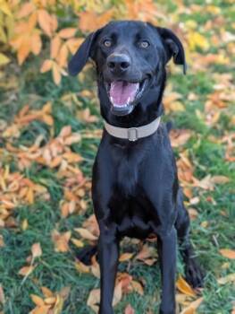 Rescue Labrador Retriever and Mixed Breed Dogs for Adoption in Yakima, Washington - Thumper | PetCurious