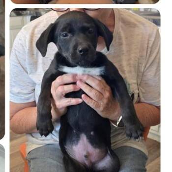 Catahoula Leopard Dog Dogs Available for Adoption in Parker, Colorado - 504 (2026) Ron | PetCurious