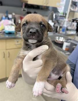 PUMBAA -  German Shepherd Dog and Mixed Breed Dog for Adoption in Riverside, California - PUMBAA | PetCurious