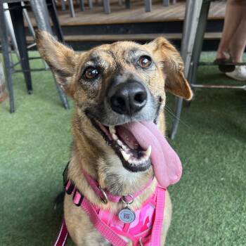 Bindi -  German Shepherd Dog and Beagle Dog for Adoption in Richmond, Virginia - Bindi | PetCurious