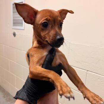 Sharon -  Chihuahua and Mixed Breed Dog for Adoption in Reno, Nevada - Sharon | PetCurious