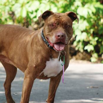 Rescue Pit Bull Terrier Dogs for Adoption in Grand Junction, Colorado - Ginny | PetCurious