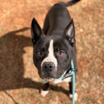 Husky and American Staffordshire Terrier Dogs Available for Adoption in Lynchburg, Virginia - Oreo | PetCurious