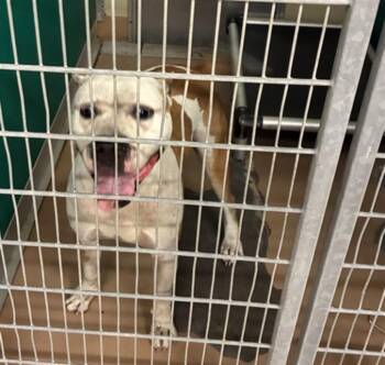 MADAM WIGGLESWORTH -  Pit Bull Terrier Dog for Adoption in Texas City, Texas - MADAM WIGGLESWORTH | PetCurious