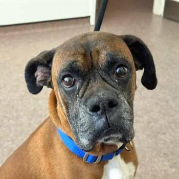 Dodge -  Boxer Dog for Adoption in Brentwood, Missouri - Dodge | PetCurious