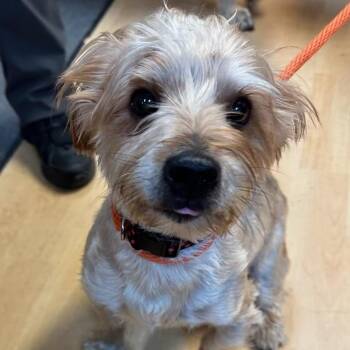 Rescue Norfolk Terrier Dogs for Adoption in Washington, Pennsylvania - Benji | PetCurious