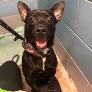 Twizzler -  Dachshund and Chihuahua Dog for Adoption in Tacoma, Washington - Twizzler | PetCurious