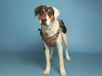 Australian Shepherd Dogs Available for Adoption - FENRIR | PetCurious