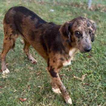 Rescue Catahoula Leopard Dog and Mixed Breed Dogs for Adoption in Texas City, Texas - SAM | PetCurious